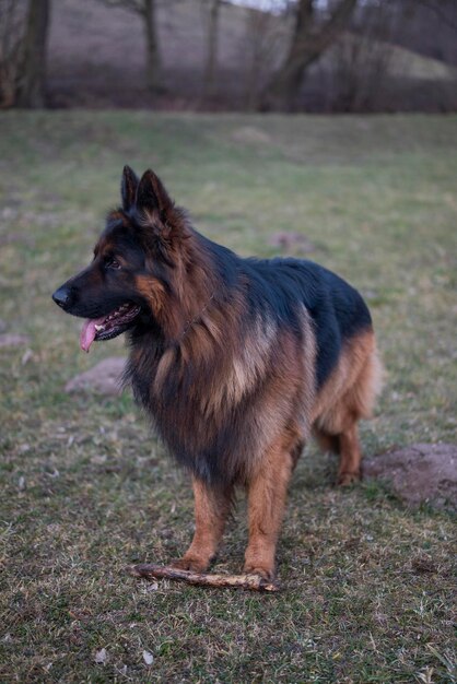 Foto close-up di un cane sul campo