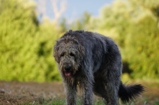 Close-up of dog on field