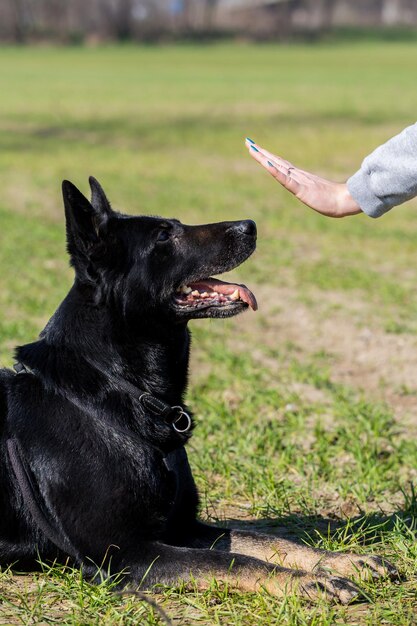 Foto close-up di un cane sul campo