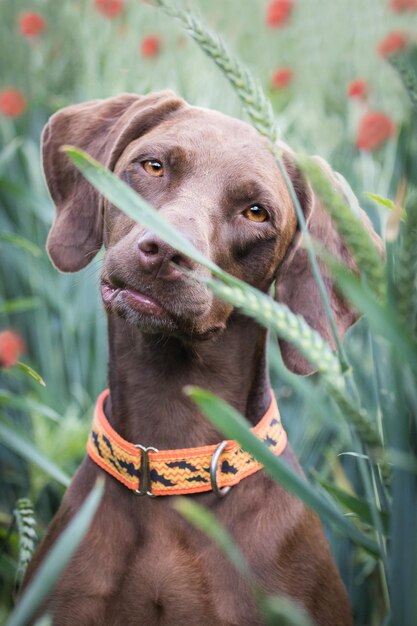 Foto close-up di un cane sul campo