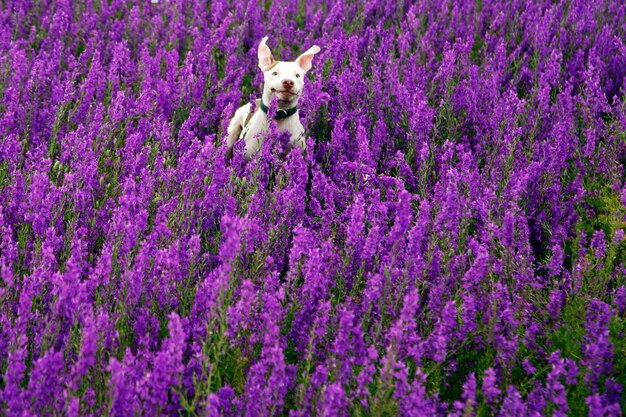 Close-up of dog on field