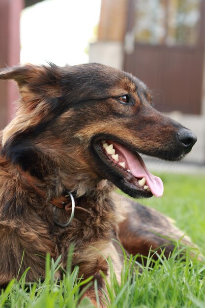 Photo close-up of a dog on field