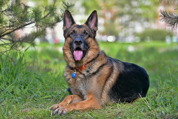 Photo close-up of a dog on field