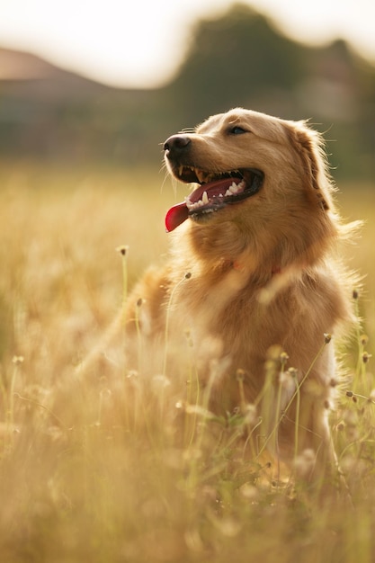 Close-up of dog on field