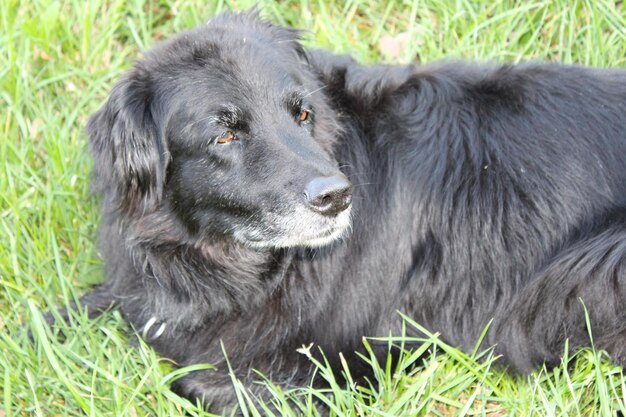 Close-up of dog on field