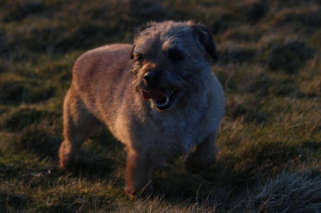 Foto close-up di un cane sul campo