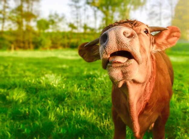 Photo close-up of dog on field