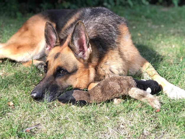 Photo close-up of a dog on field