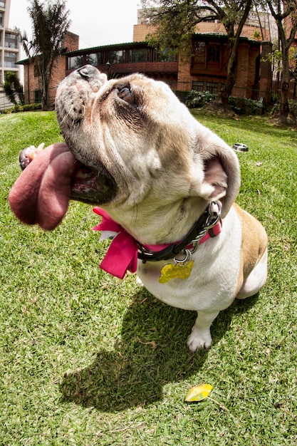 Foto close-up di un cane sul campo