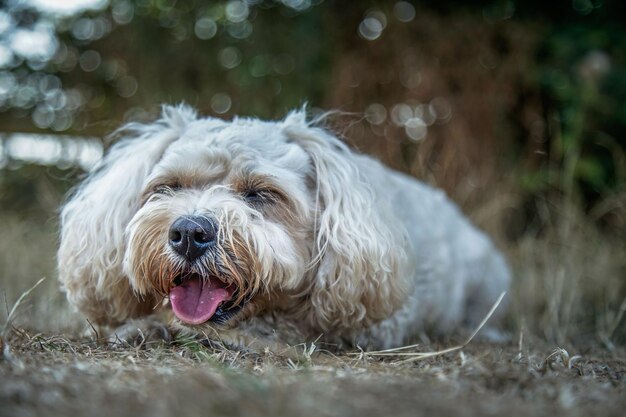 Photo close-up of dog on field