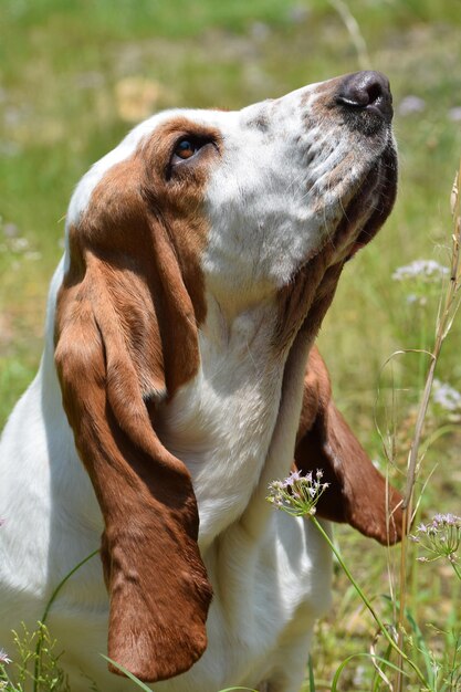 Photo close-up of a dog on field