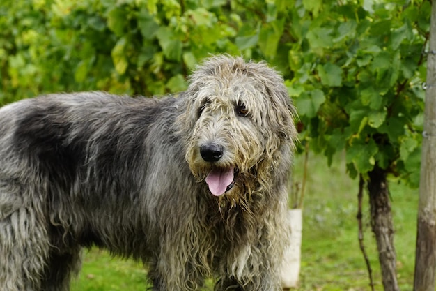 Foto close-up di un cane sul campo