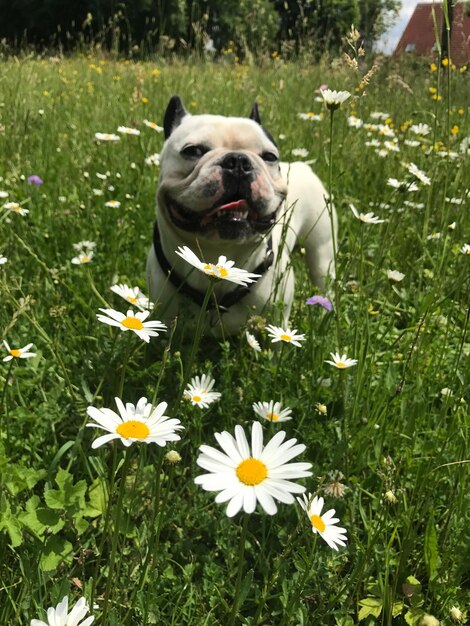 Photo close-up of dog on field