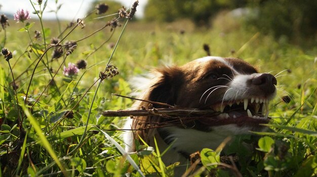 Photo close-up of a dog on field