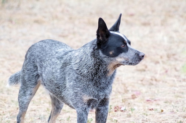 Photo close-up of dog on field