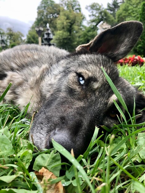 Photo close-up of a dog on field