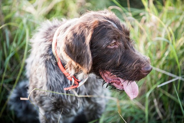 Foto prossimo piano di un cane nel campo