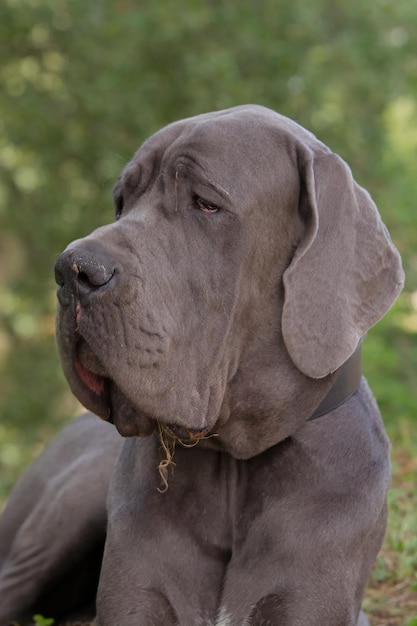 Close-up of dog on field