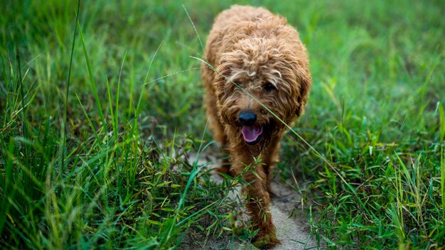 Photo close-up of a dog on field