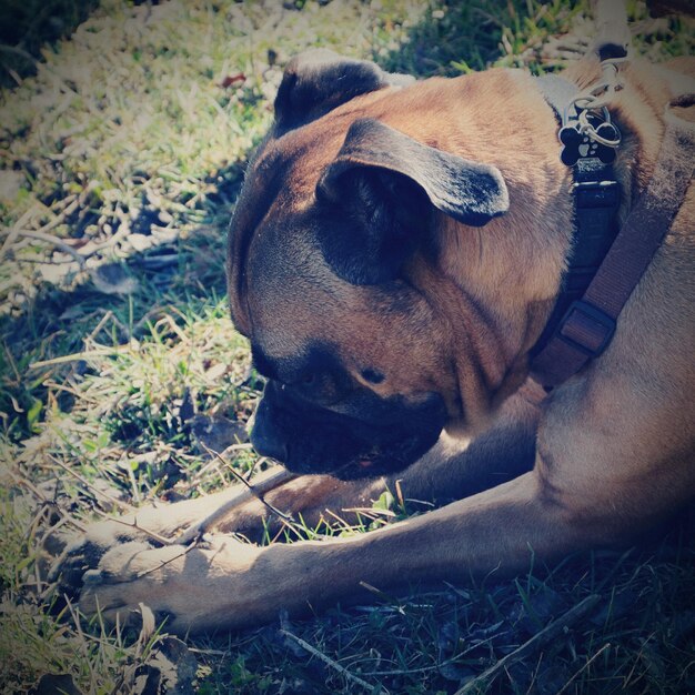 Photo close-up of dog on field