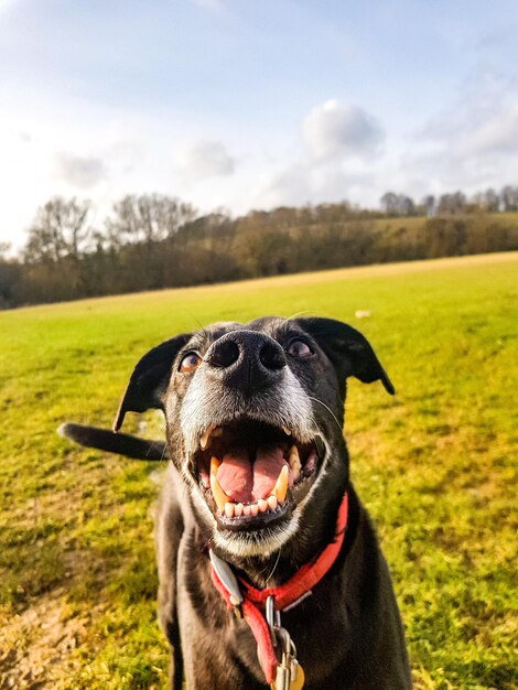 Foto un primo piano di un cane sul campo.