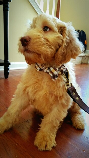 Close-up of dog on floor