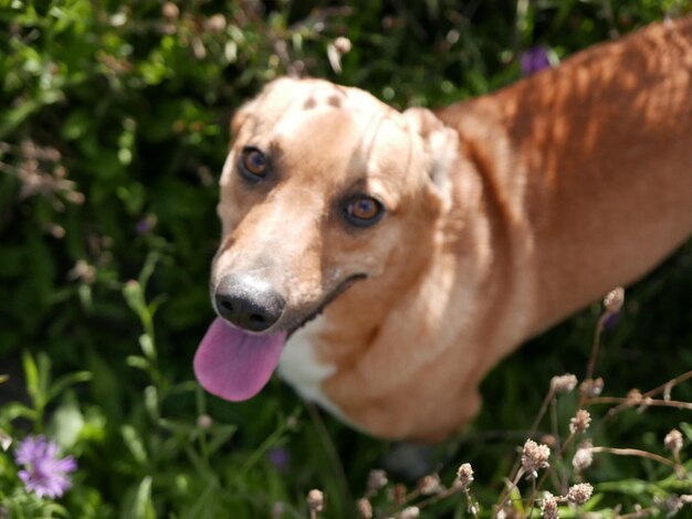 花の上の犬のクローズアップ