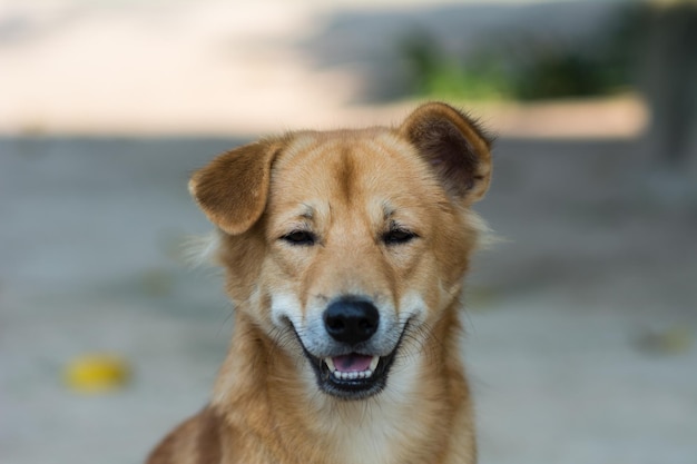歩道の犬のクローズアップ