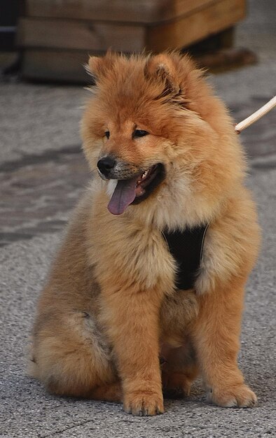 Foto close-up di un cane sul sentiero