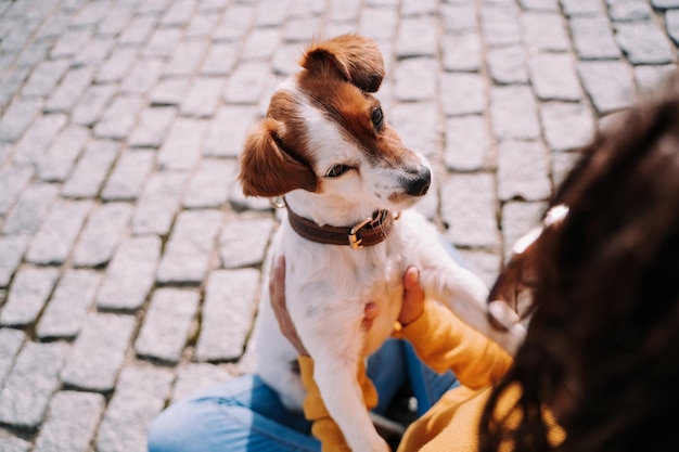 Close-up of dog on footpath