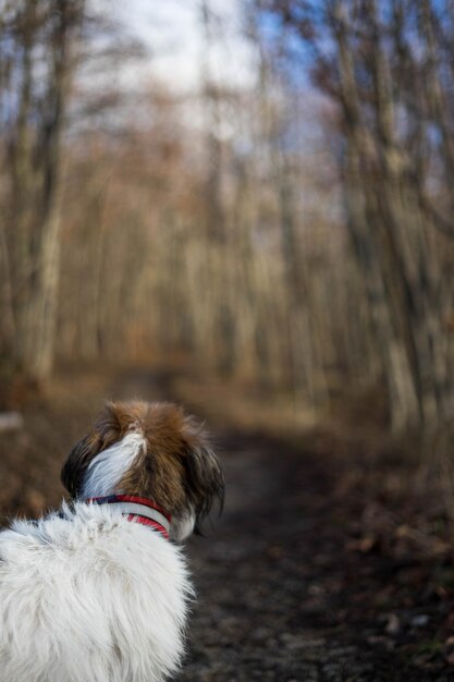 Photo close-up of dog in forest