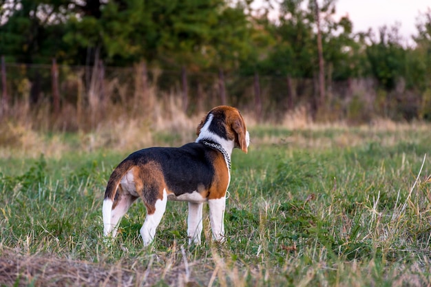 Photo close-up of dog on grass