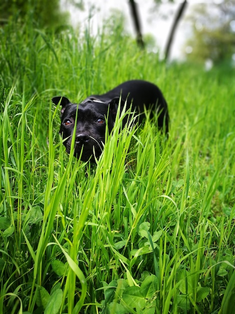 Foto close-up di un cane sull'erba