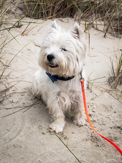 Foto close-up di un cane sull'erba