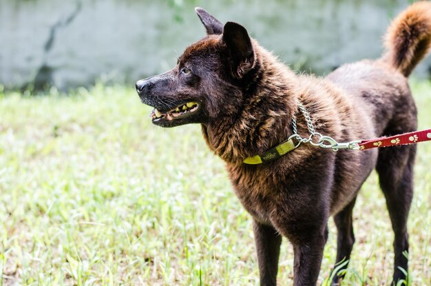 Photo close-up of dog on grass