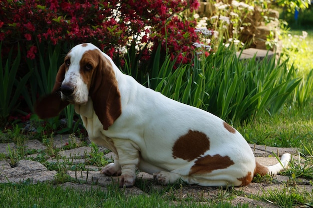 Close-up of dog on grass