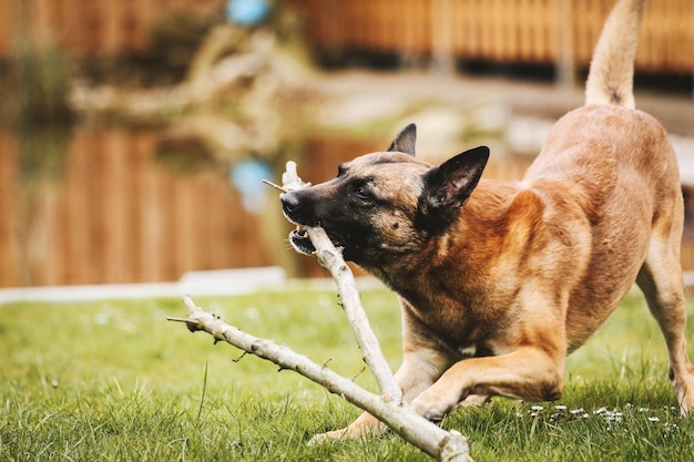 草の上にある犬のクローズアップ