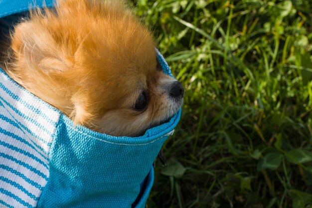 Photo close-up of dog on grass