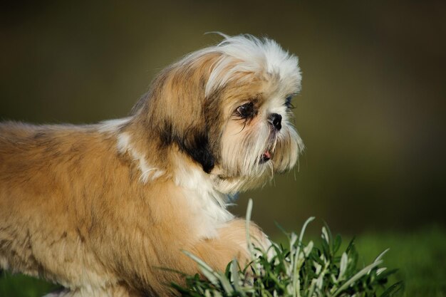 Foto close-up di un cane nell'erba