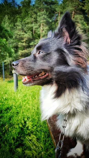 草の上にある犬のクローズアップ