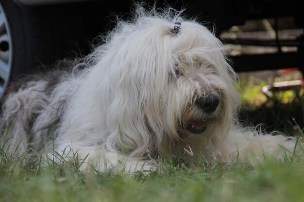 Photo close-up of dog in grass