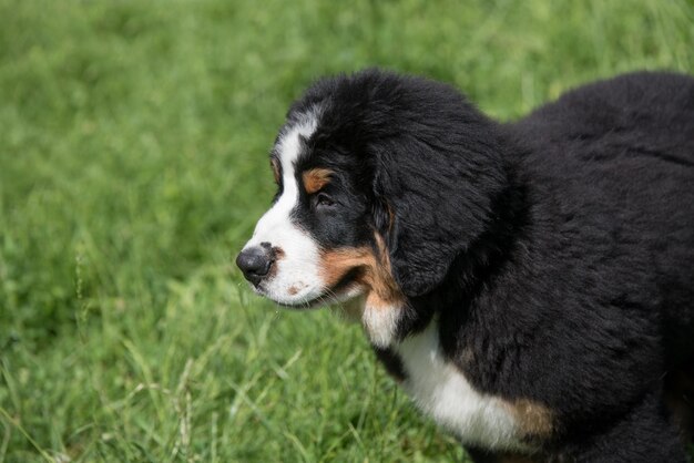 Photo close-up of dog on grass