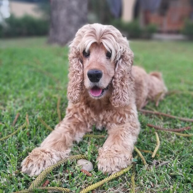 Close-up of dog on grassy field