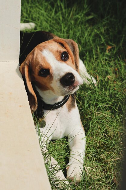 Foto close-up di un cane su un campo erboso