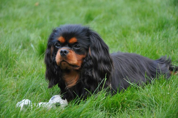 Close-up of dog on grassy field