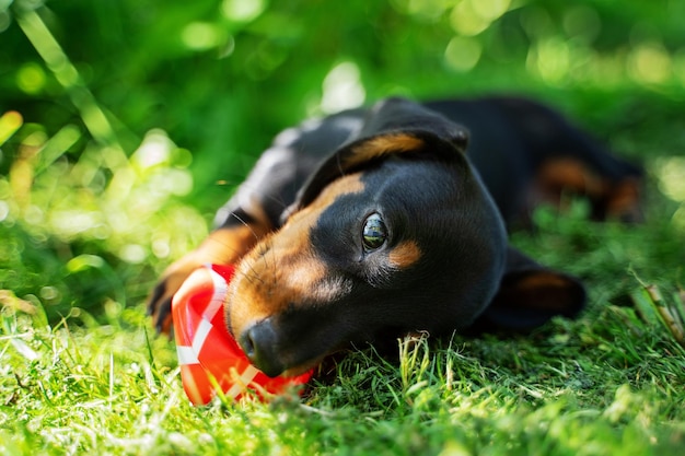 Photo close-up of dog on grassy field