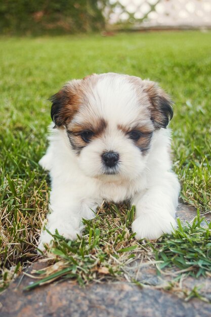 Close-up of dog on grassy field