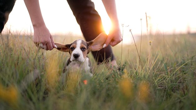 Foto close-up di un cane su un campo erboso