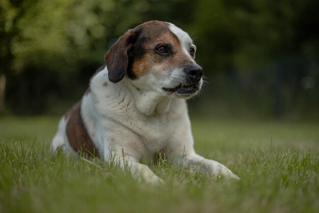 Close-up of dog on grassy field