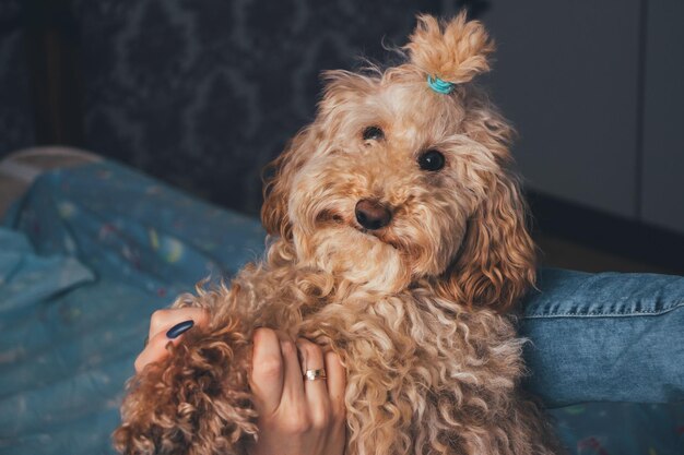 Foto prossimo piano del cane in mano